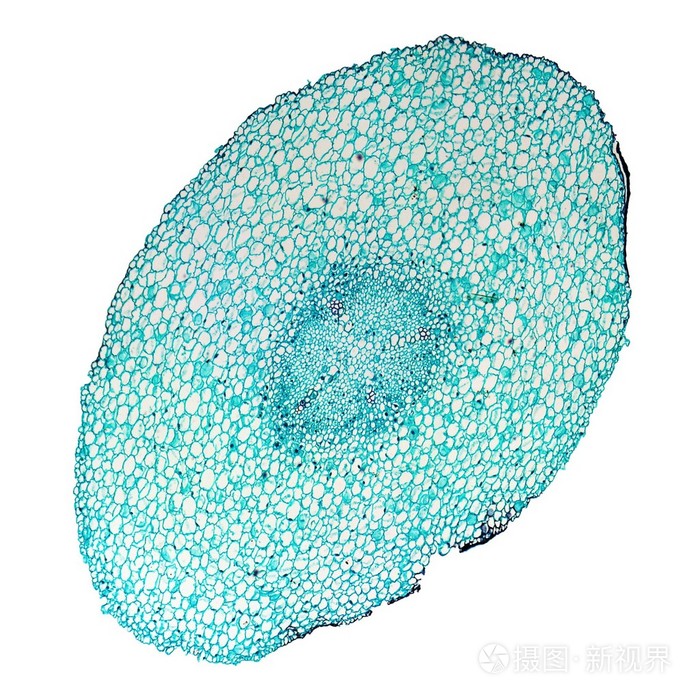 蚕豆根纵切结构图手绘图片