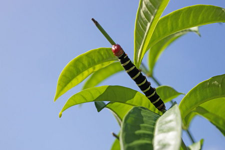 Pseudosphinx tetrio, 七彩毛毛虫