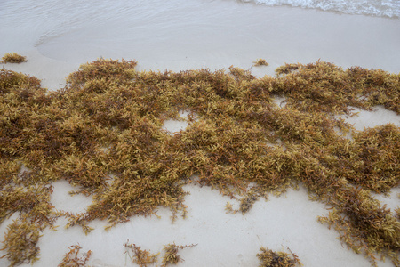 海滩上的棕色海藻