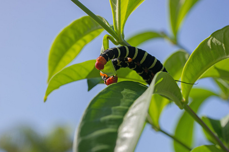 Pseudosphinx tetrio, 七彩毛毛虫