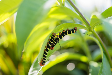 七彩毛毛虫图片