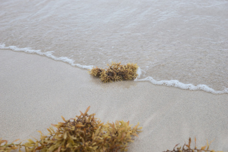 海滩上的棕色海藻