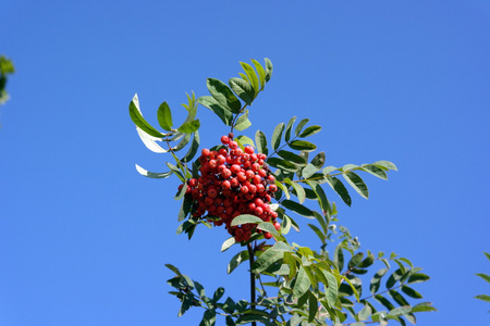 ashberry 在干燥阳光灿烂的日子