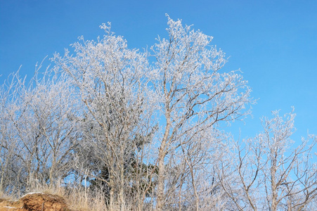 在冬日的阳光明媚的日子里, 雪中的树木
