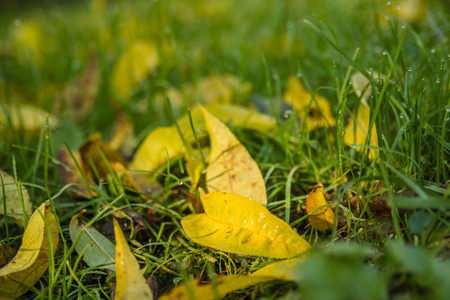 黄色的叶子在草