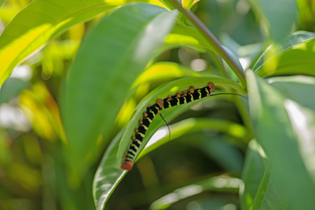 Pseudosphinx tetrio, 七彩毛毛虫