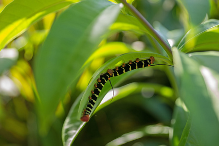 Pseudosphinx tetrio, 七彩毛毛虫