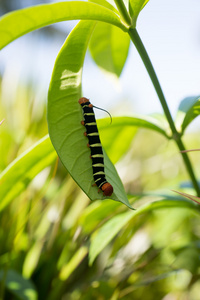 Pseudosphinx tetrio, 七彩毛毛虫