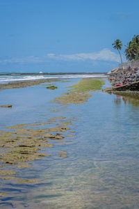 巴西海滩巴拉做 Coruripe，阿拉戈斯