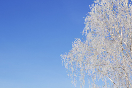 美丽的冬天白色雪在树枝上的雪