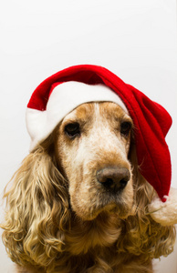 英国可卡犬狗与圣诞老人的帽子