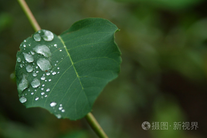 在一片树叶上的露水