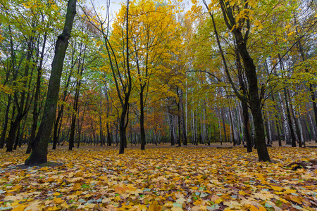 七彩树和秋天的公园里的落叶照片