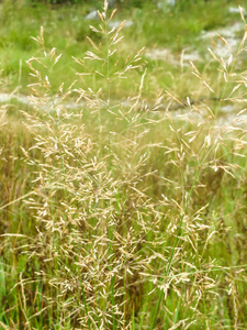 小穗草甸草