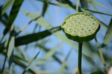 带种子的莲花舱