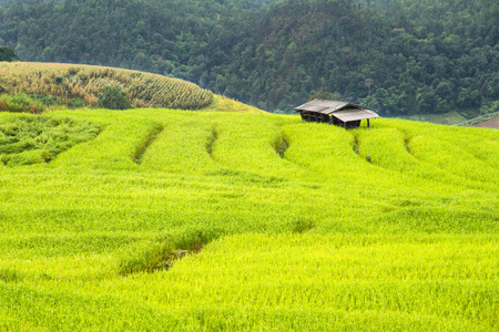 绿色的稻田，位于中央谷地