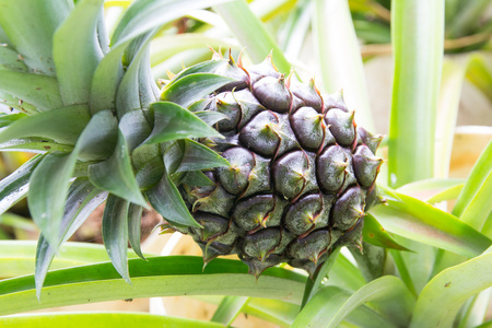 关闭了菠萝种植热带水果