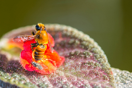 橙花的小蜜蜂