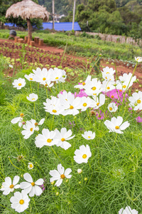 波斯菊花田的花园里