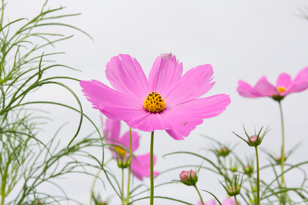 波斯菊花田的花园里