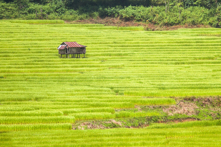 绿色的稻田，位于中央谷地