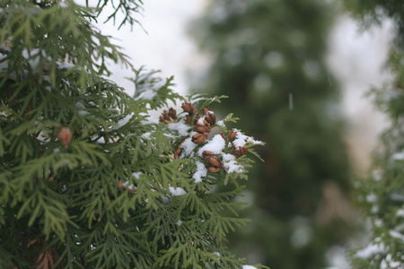 在降雪过程中的树枝和圆木锥