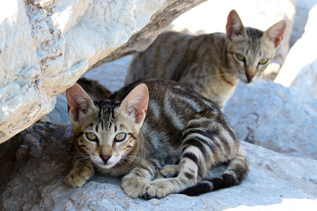 猫在岩石上休息