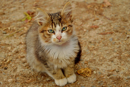 小猫独自坐着