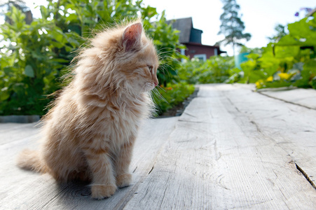 在户外玩的红色小猫