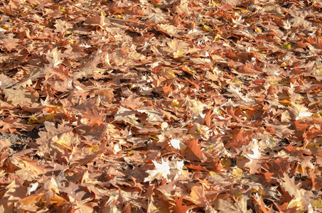 秋叶飘落图片