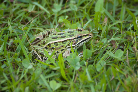 绿色的青蛙在草丛中