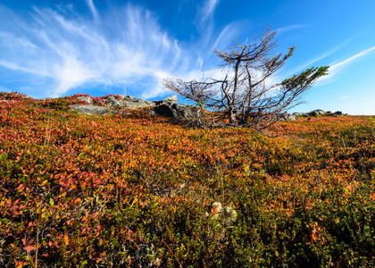 风吹草动的铁杉在秋天的苔原, 阿拉斯加