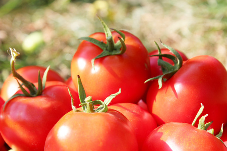 丰富的农作物的红番茄