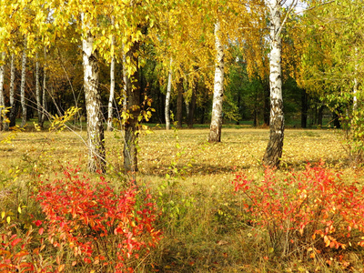 自然 Altaya 美丽的秋天