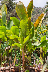 热带植物, 厄瓜多尔, 南美