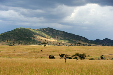 大草原景观在肯尼亚国家公园