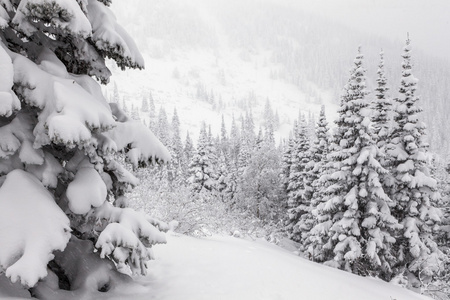 雪杉山