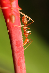 蚂蚁在花园里工作