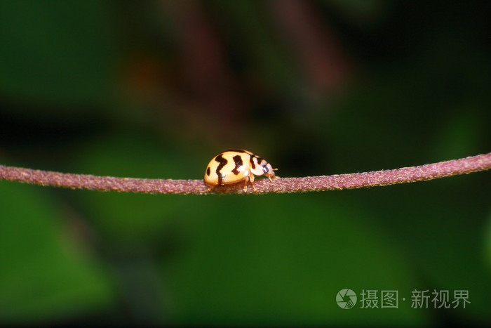 小虫和昆虫在花园里