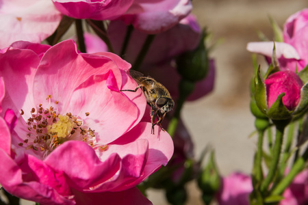 在粉红色的花蜜蜂的特写图片