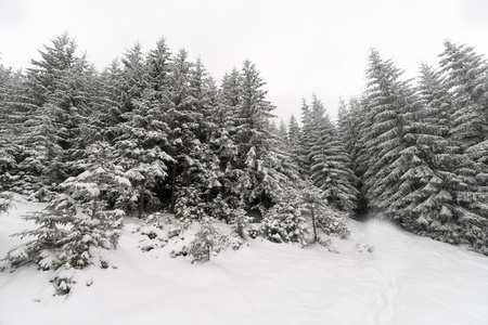 云杉树雾森林被雪覆盖在冬季景观