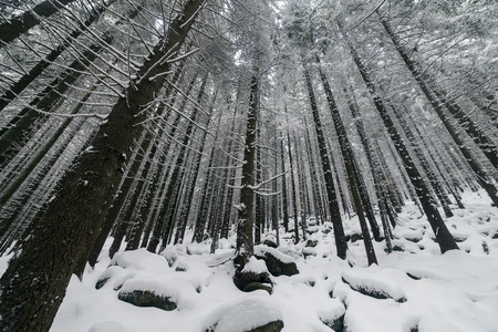 云杉树雾森林被雪覆盖在冬季景观