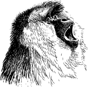 奇怪的猴子素描图片