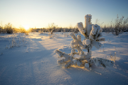 阳光下孤独的松树雪