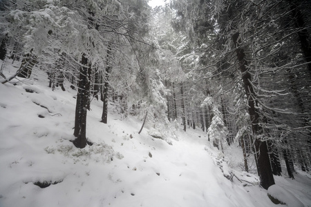 云杉树雾森林被雪覆盖在冬季景观