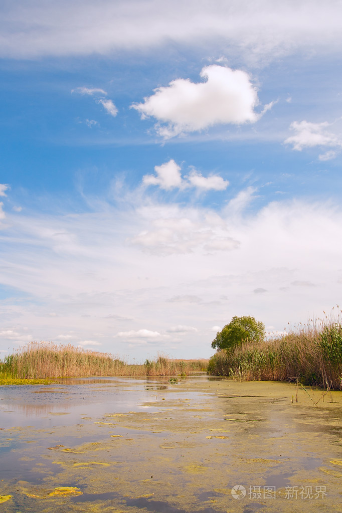 在水面上有浮萍的小河, 在河边上的芦苇