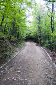 保加利亚维托沙山森林的地面道路