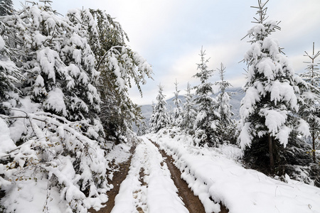 云杉树雾森林被雪覆盖在冬季景观