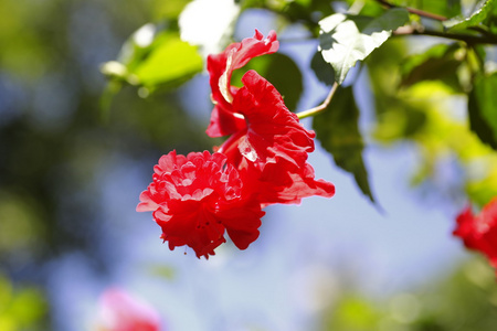 芙蓉热带花在花园里