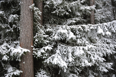 冷杉树枝被雪覆盖。
